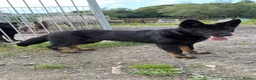 German Shepherd dogs for sale: Pick of Litter Bi-Colour KC Reg German Shepherd - Advert 4