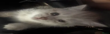 Scottish Fold 4