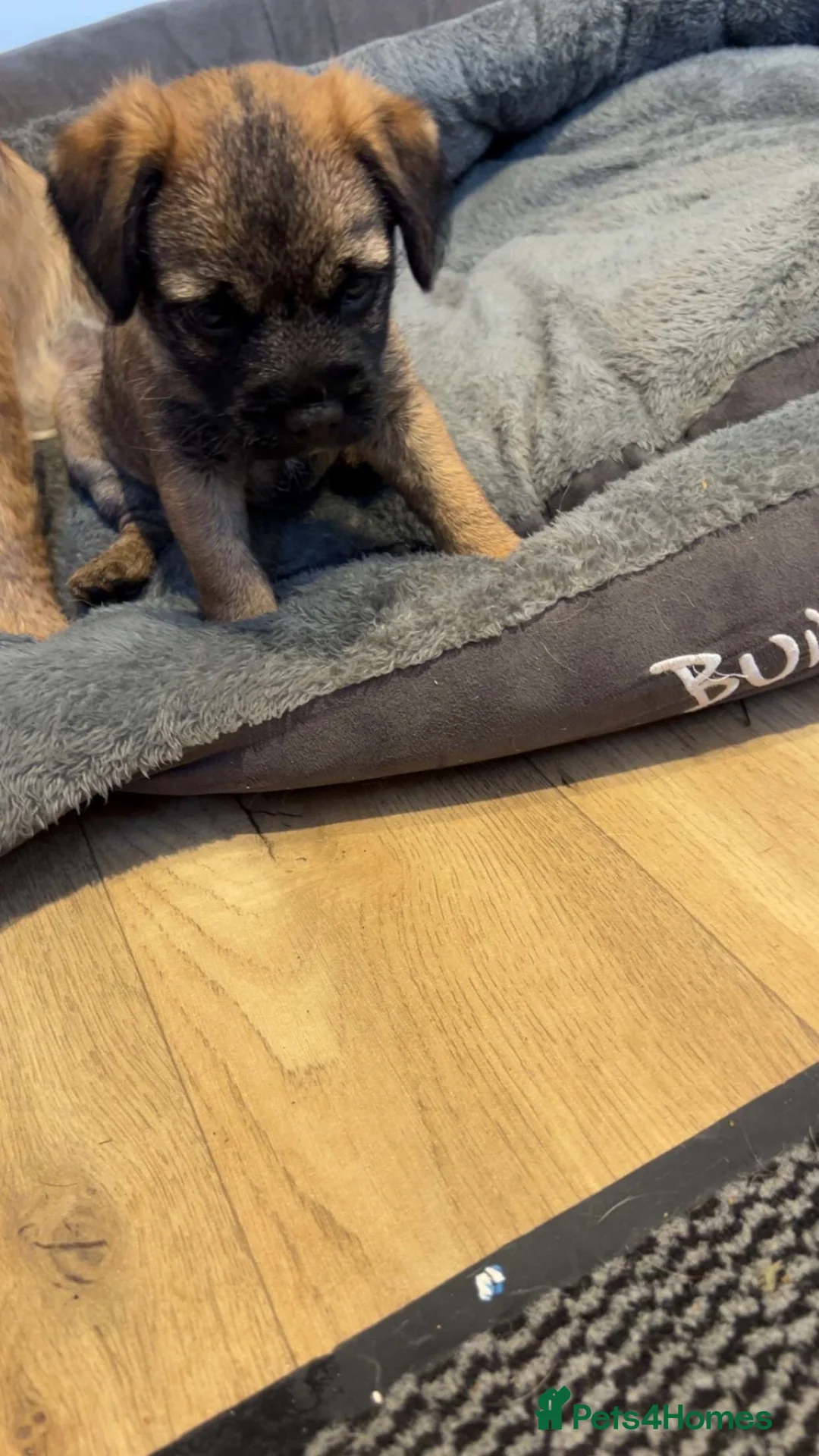 Border Terrier dogs for sale: Border Terrier puppy for sale ready now  - Advert 10