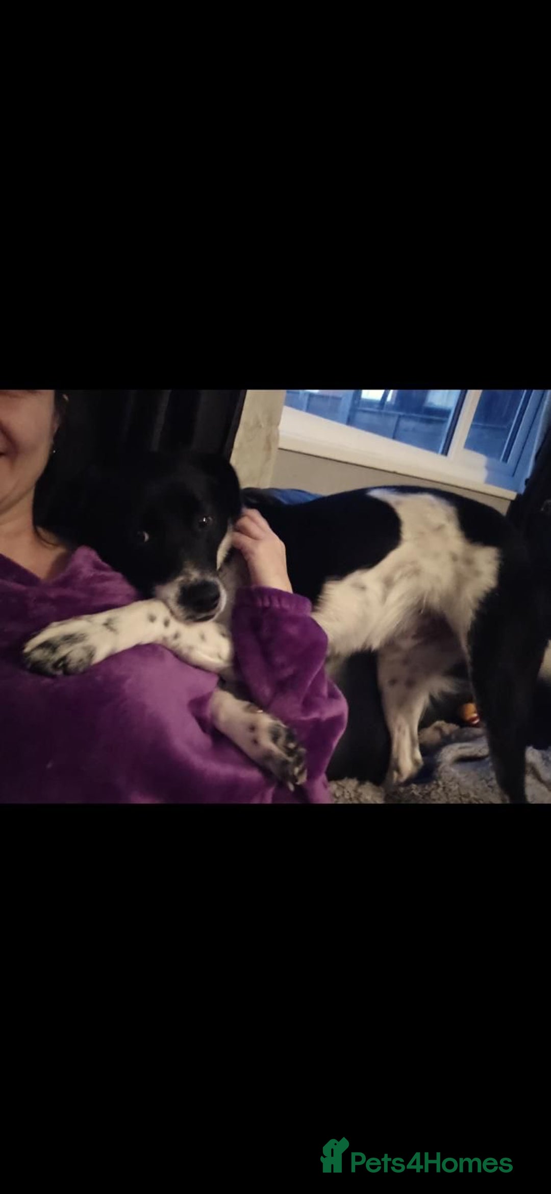 Mixed Breed dogs for adoption: Parker  - Advert 3