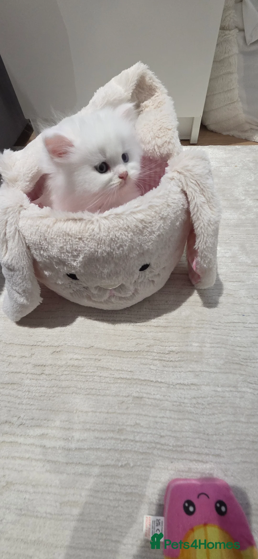 Persian cats for sale: Ready for new home Persian kittens - Advert 19