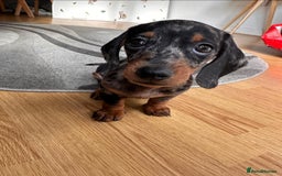 Miniature Dachshund dogs for stud: Gentleman Doggo - Image 2
