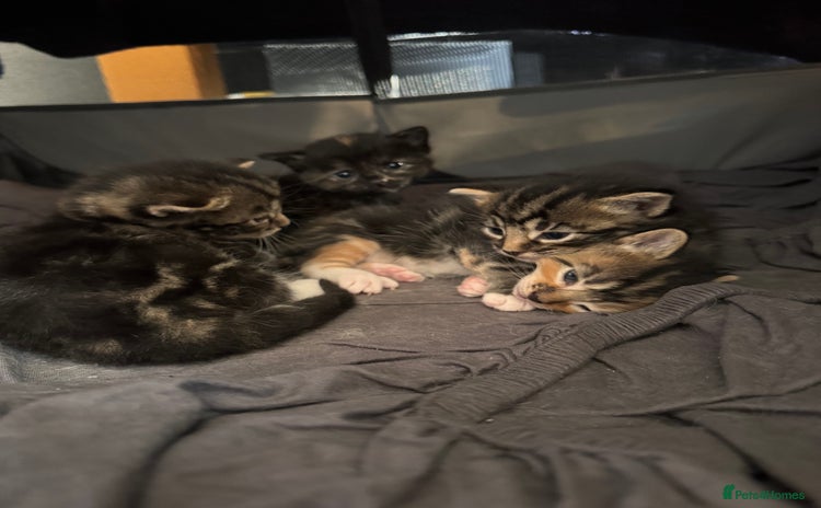 Mixed Breed cats - Advert 6