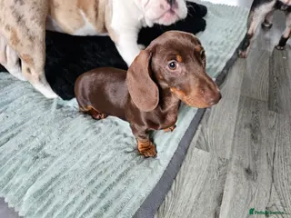 Dachshund dogs One female available - Advert 15