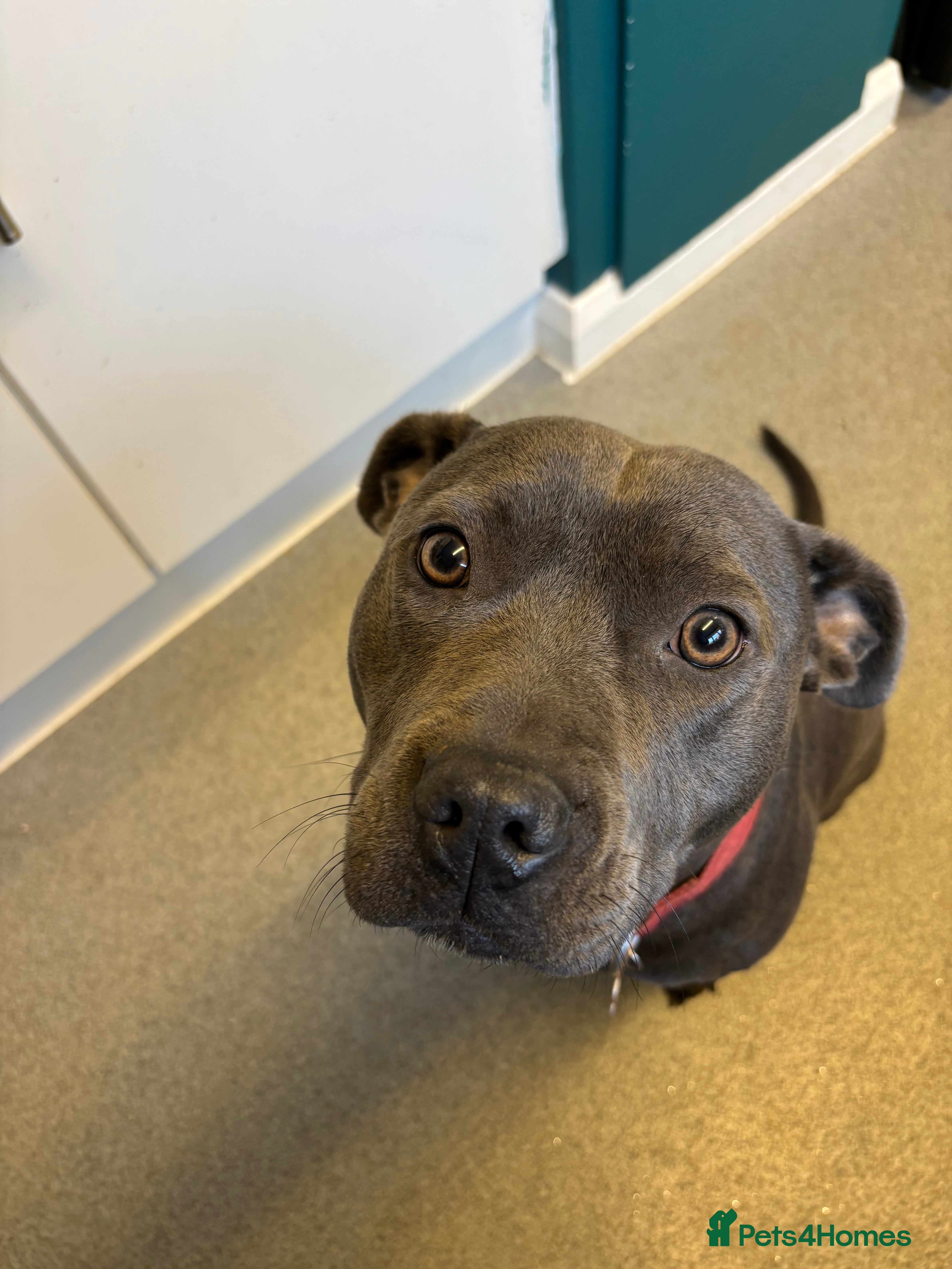 Staffordshire Bull Terrier dogs Blue staffy girl-1 year old - Advert 3