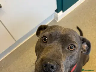 Staffordshire Bull Terrier dogs Blue staffy girl-1 year old - Advert 4