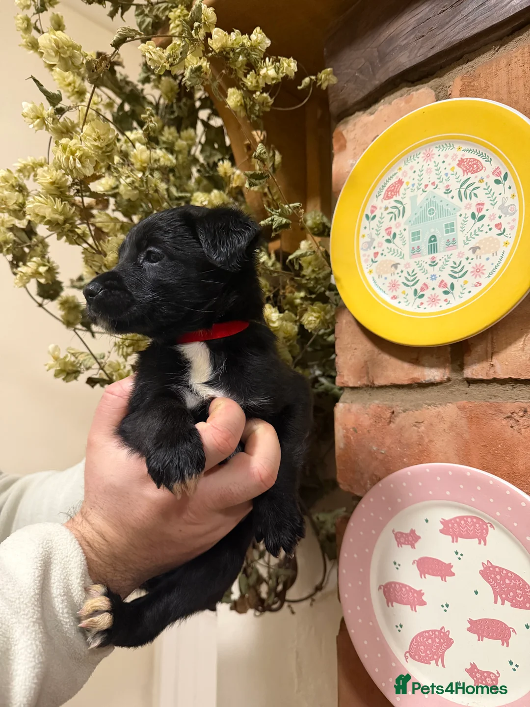 Mixed Breed dogs for sale: Belgian mal/working cocker spaniel  - Advert 12