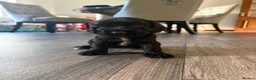 Cocker Spaniel dogs for sale: Show/working cocker spaniels🐶 - Advert 6