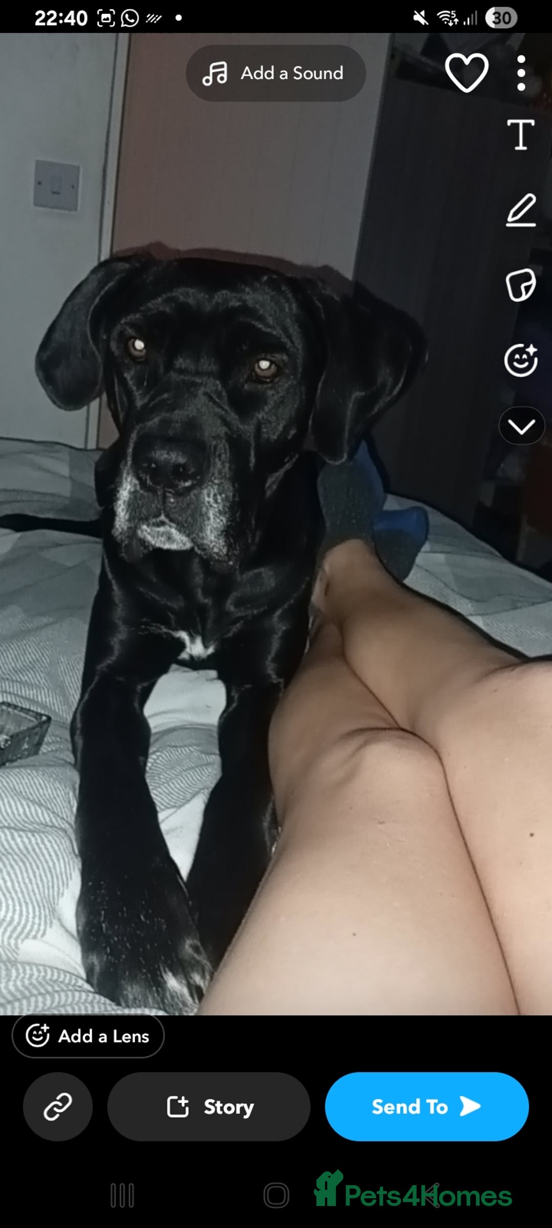 Mixed Breed dogs for sale: Her name is pip  - Advert 1