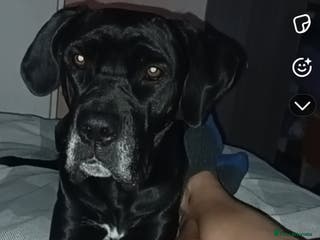 Mixed Breed dogs Her name is pip - Advert 17