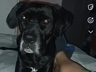 Mixed Breed dogs Her name is pip - Advert 23