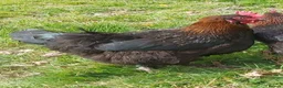 Chickens poultry for sale: POL Chickens stunning Purebreeds for sale in Callington - Advert 9