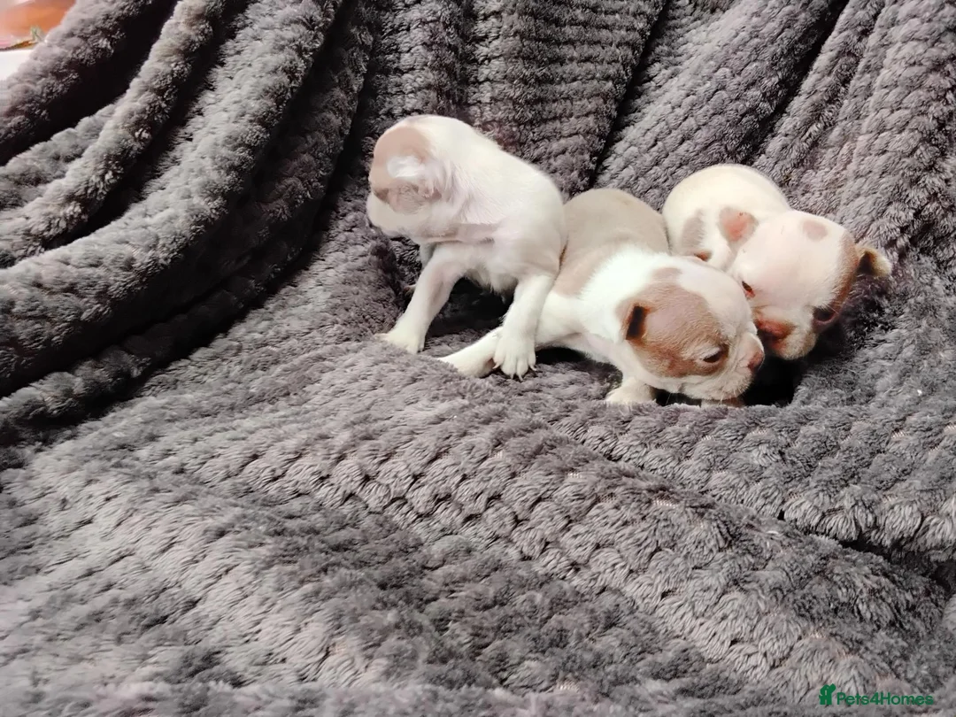 Boston Terrier dogs for sale: 6 beautiful Boston  - Advert 15