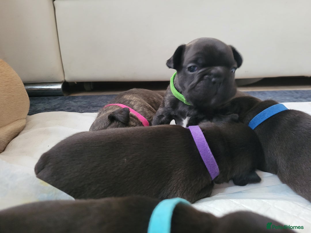 French Bulldog dogs for sale: 2 Girls and 4 Boys - Image 17