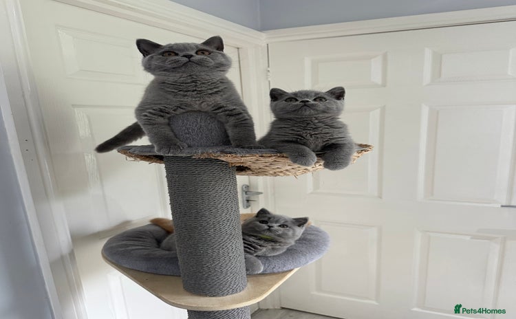 British Shorthair cats - Advert 2