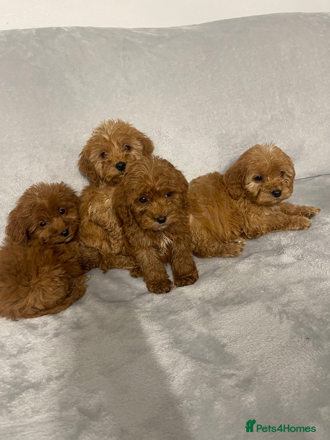 Cockapoo dogs for sale: 5 beautiful cockapoos  - Advert 6
