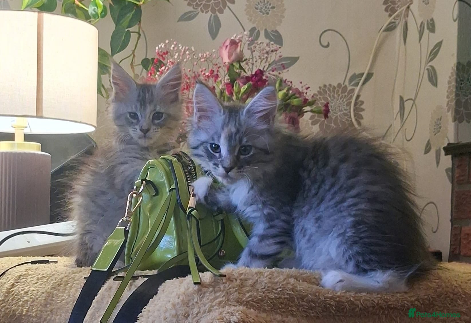 Maine Coon cats Ready Now Mainecoon kittens  - Advert 1