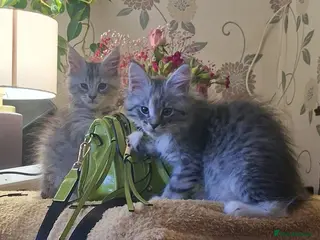 Maine Coon cats Ready Now Mainecoon kittens - Advert 1