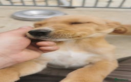 Mixed Breed dogs for sale: Beautiful litter of f1 setterdors  - Image 1