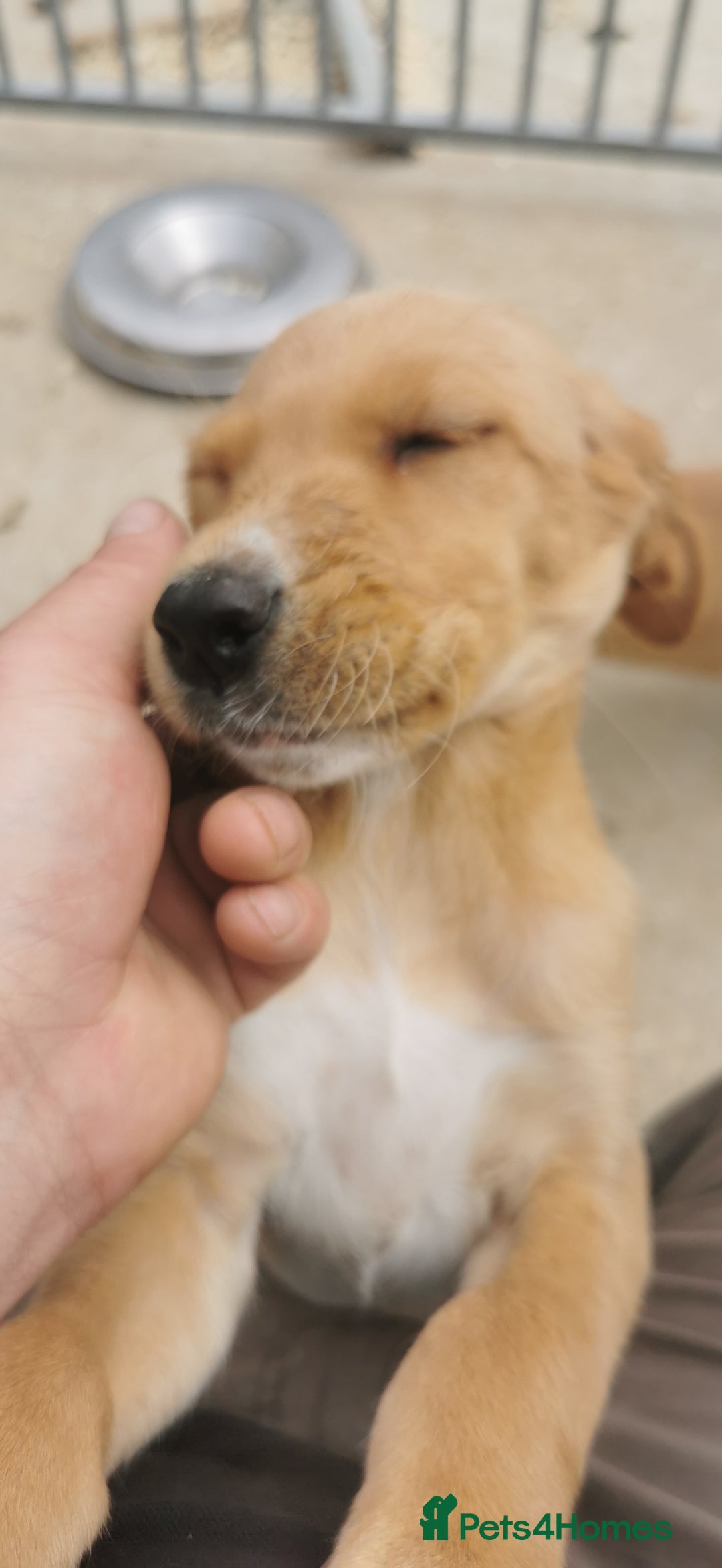 Mixed Breed dogs for sale: Beautiful litter of f1 setterdors  - Image 1