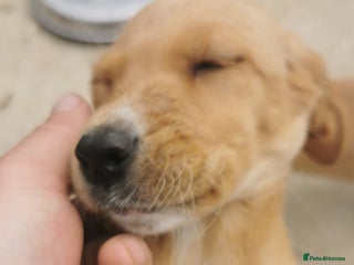 Mixed Breed dogs - Advert 2