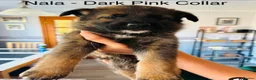 German Shepherd dogs for sale: 10 beautiful pure pedigree KC reg pup!  in Barnstaple - Advert 2