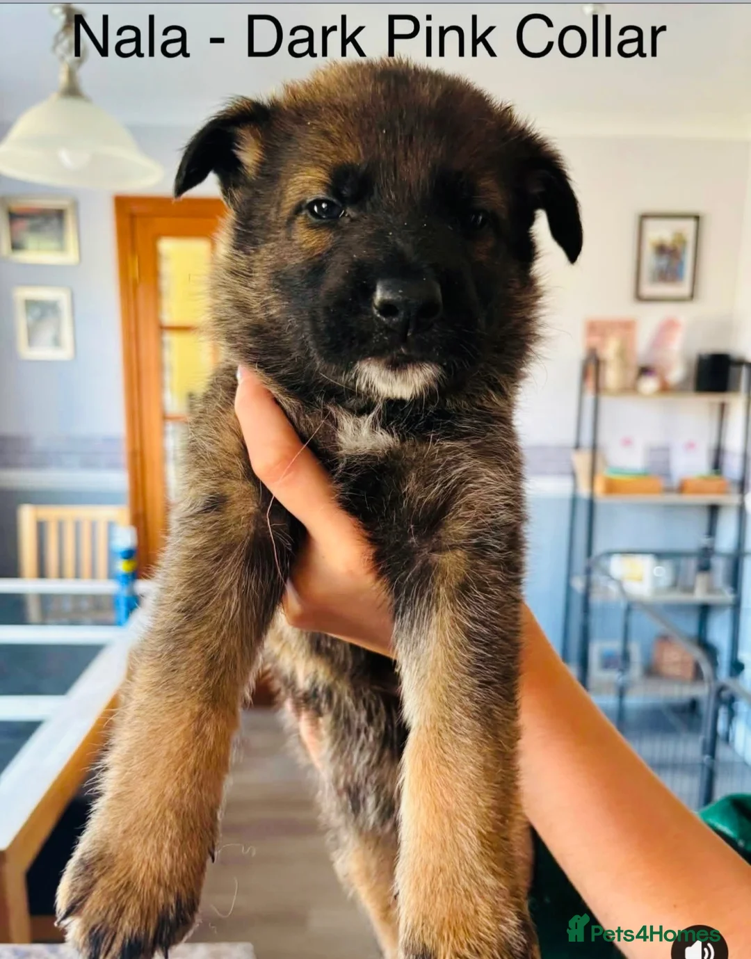 German Shepherd dogs for sale: 10 beautiful pure pedigree KC reg pup!  in Barnstaple - Advert 2
