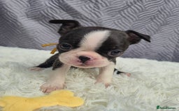 Boston Terrier dogs for sale: Superb litter of boston terriers. - Image 6
