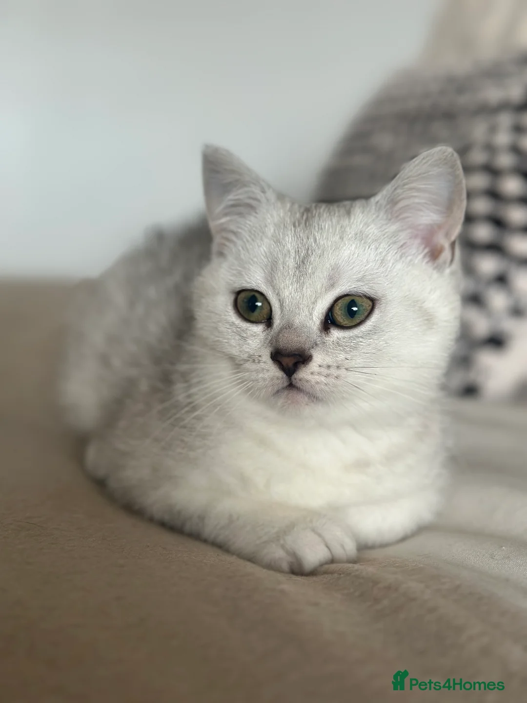 Scottish Fold cats for sale: Gorgeous Scottish fold/ Straight female kittens - Advert 2