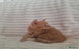 Mixed Breed cats for sale: Maine coon mixed kitchens - Image 16