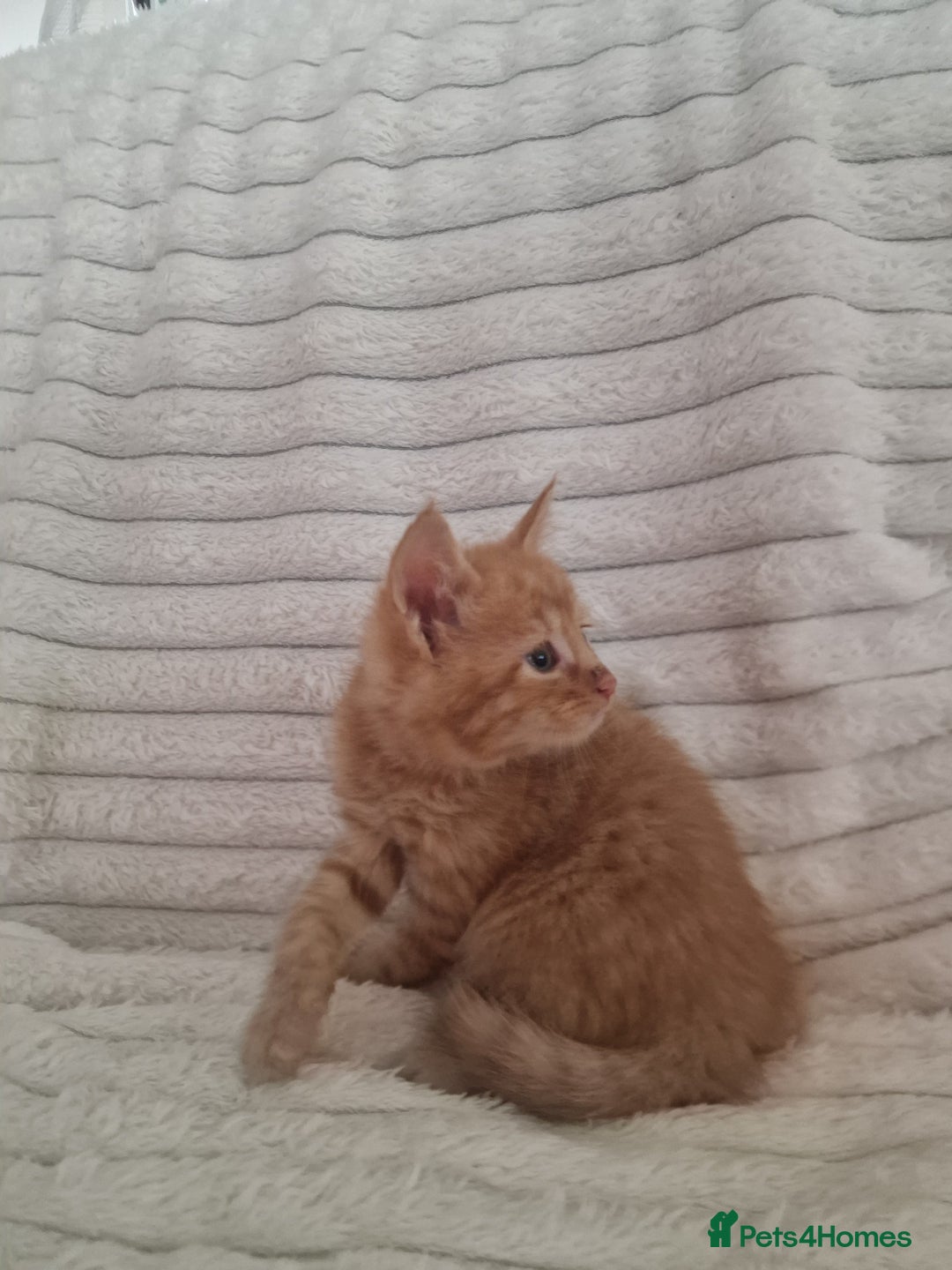 Mixed Breed cats for sale: Maine coon mixed kitchens - Image 16