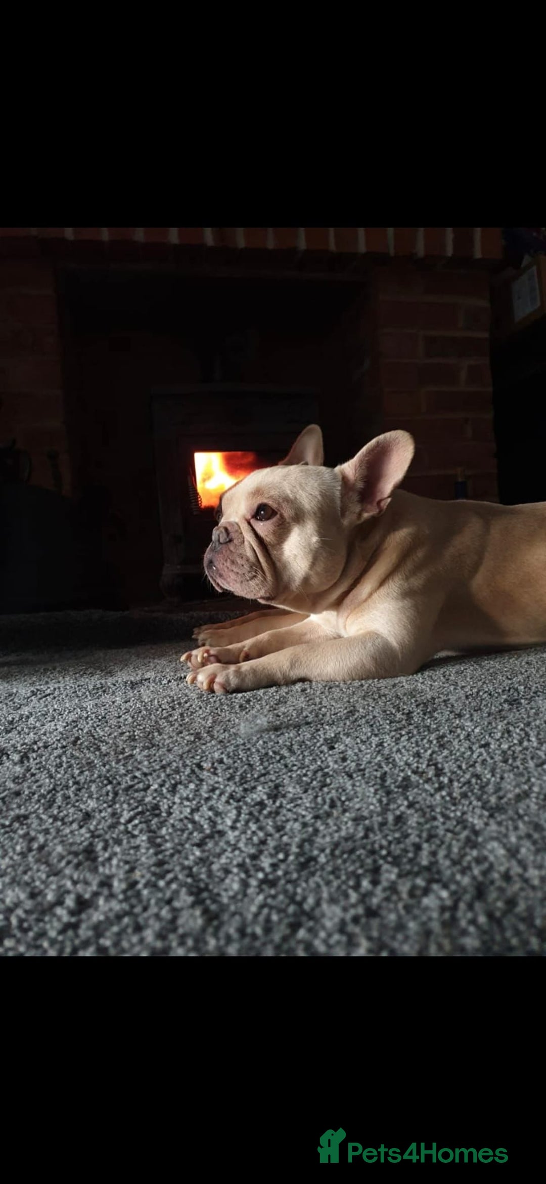 French Bulldog dogs for sale: French Bulldogs  - Advert 2