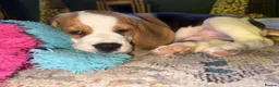 Beagle dogs for sale: Champion sired beagles KC reg & DNA health tested - Advert 10