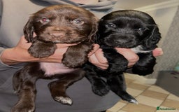 Sprocker dogs for sale: Beautiful Sprocker Spaniel Puppies - Image 7