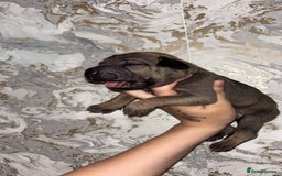 Mixed Breed dogs for sale: Shar-pei puppies  - Image 14