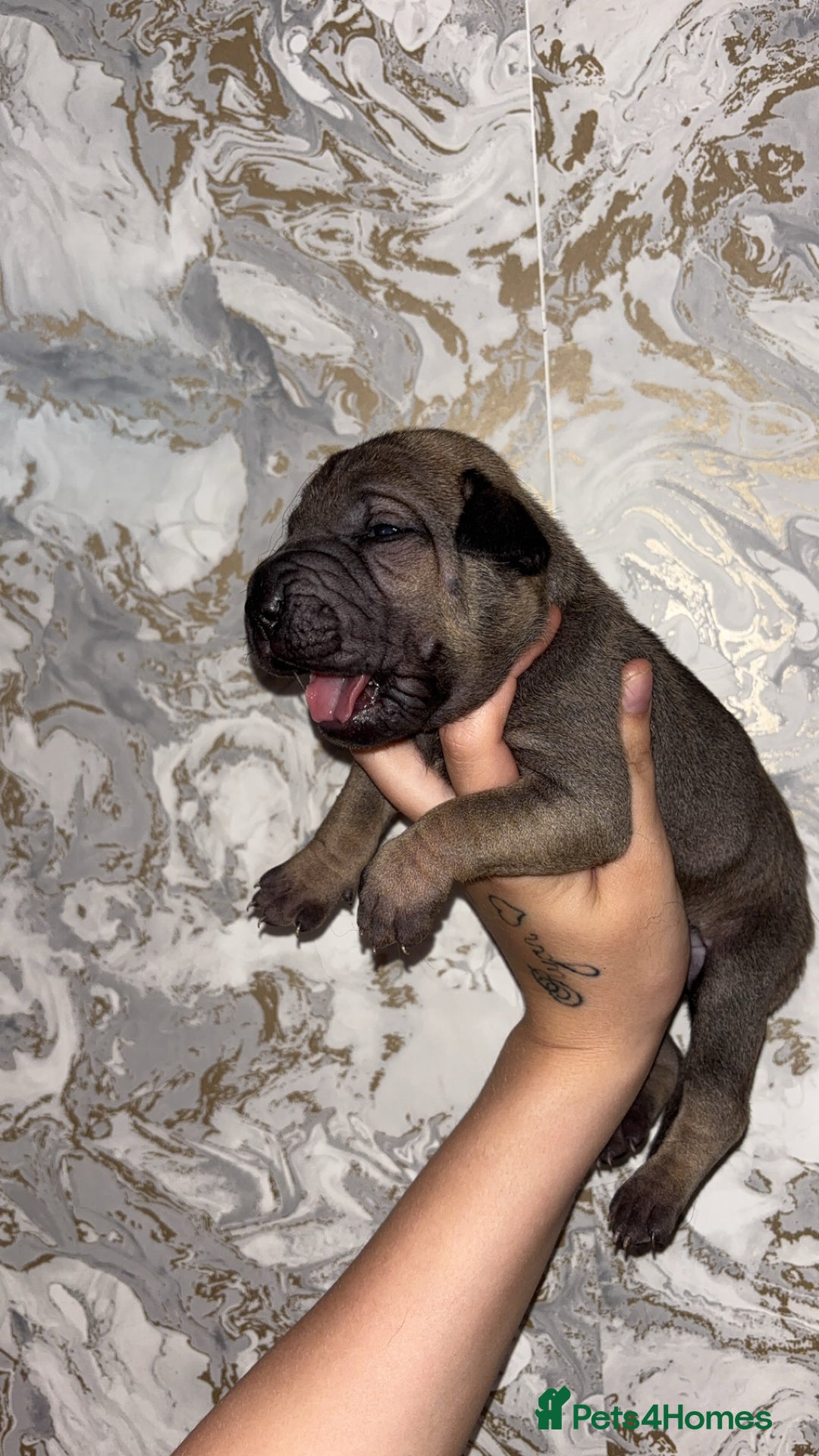 Mixed Breed dogs for sale: Shar-pei puppies  - Image 14