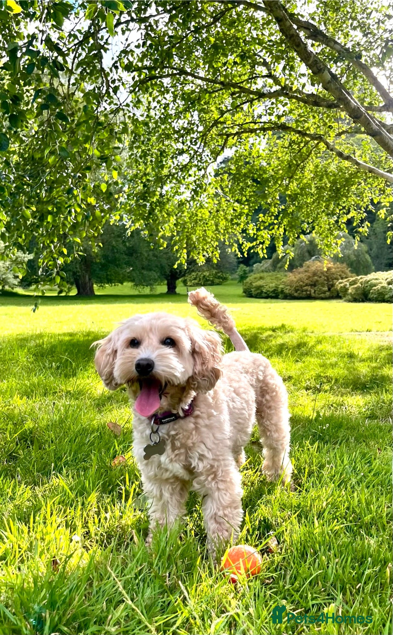 Cockapoo dogs Beautiful Cockapoo looking for a new home  - Advert 1