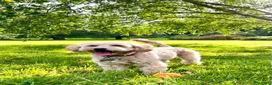 Cockapoo 1