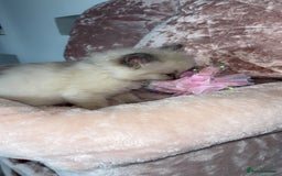 Ragdoll cats for sale: 🌸pedigree Ragdoll babies, reduced🌸 - Image 5