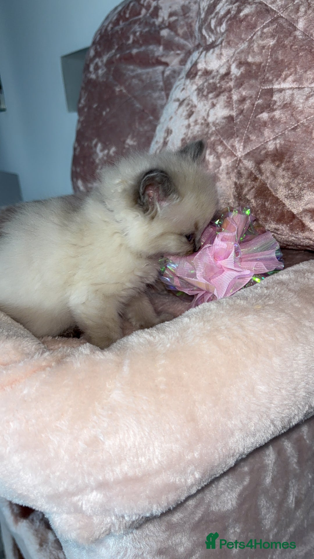 Ragdoll cats for sale: 🌸pedigree Ragdoll babies, reduced🌸 - Image 5