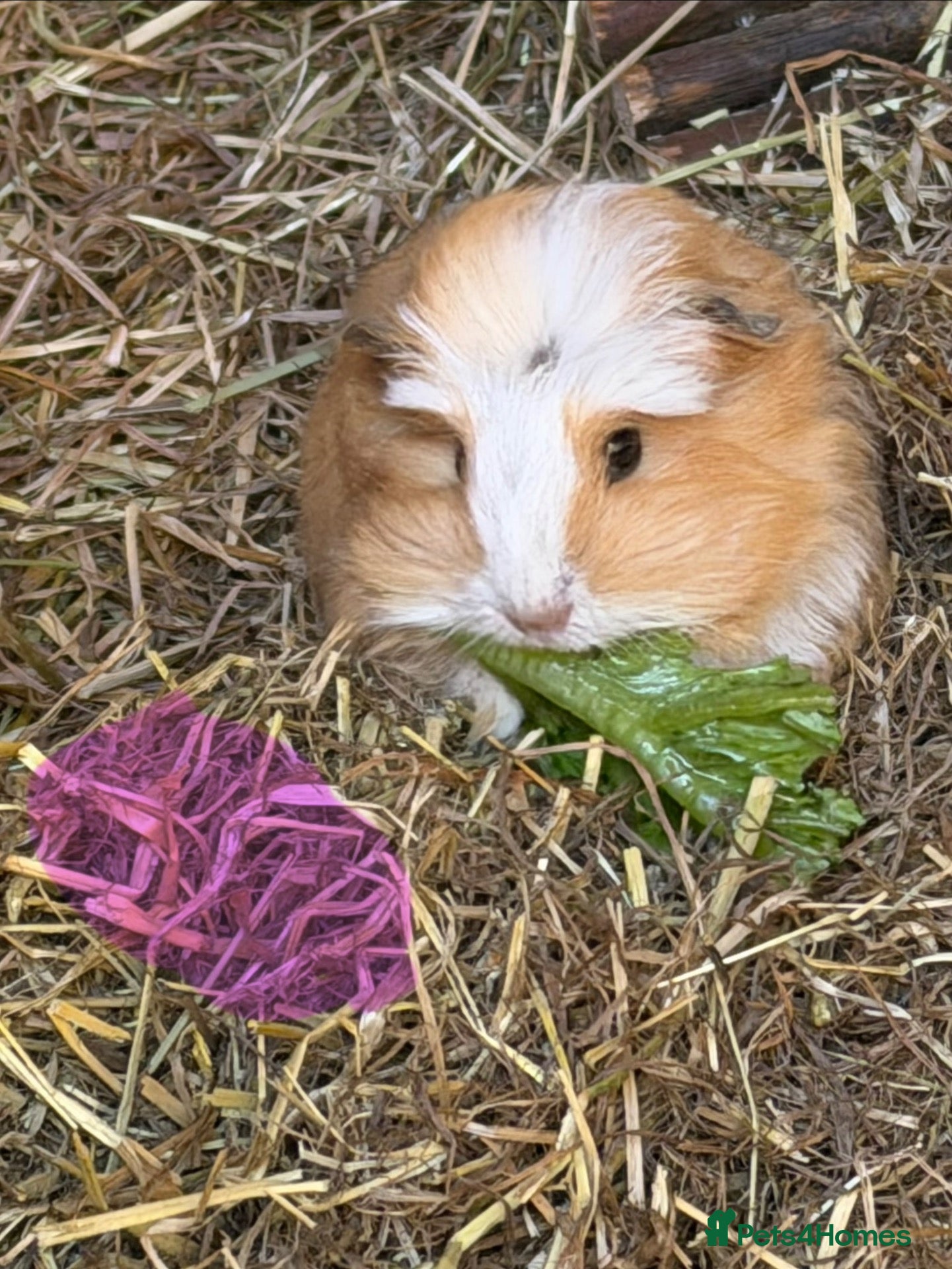 Guinea Pig rodents 1 sow and 1 boar available  - Advert 2