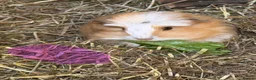 Guinea Pig rodents for sale: 1 sow and 1 boar available  in Southampton - Advert 1