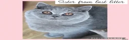 British Shorthair cats for sale: Beautiful lilac GCCF kitten - Advert 9