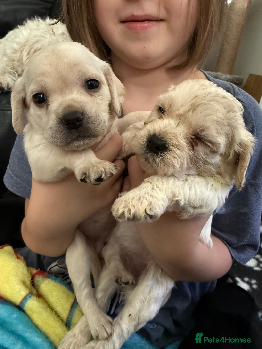 Mixed Breed dogs for sale: Mix breed pups - Image 6