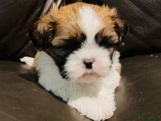 Shih Tzu dogs Kc reg adorable girls - Advert 1