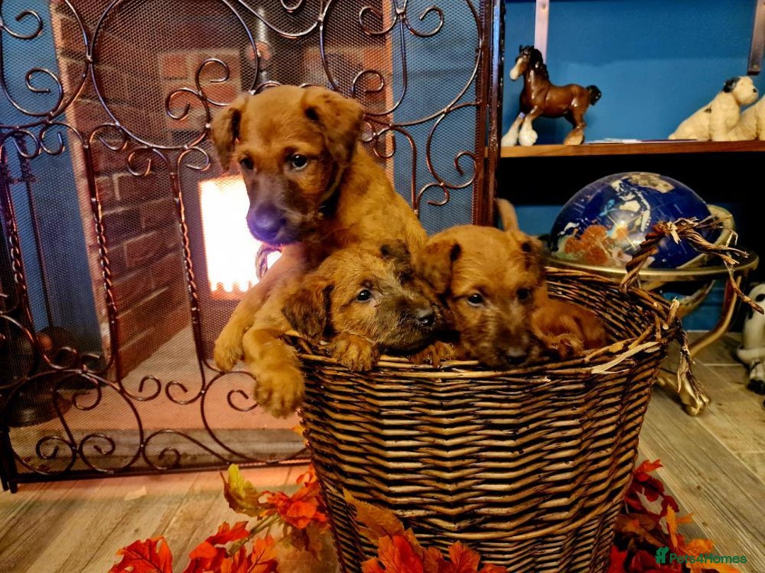 Irish Terrier dogs for sale: Beautiful Champion Lines KC Irish Terrier Puppies - Advert 1