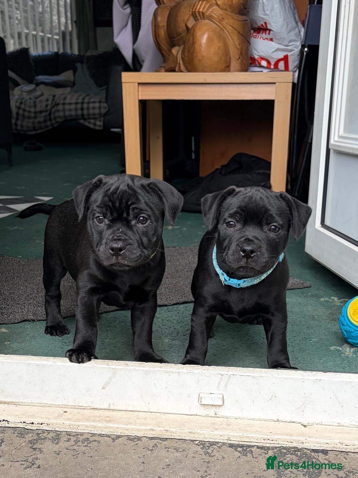 Staffordshire Bull Terrier dogs Stunning Staffordshire bull terrier pups - Advert 1