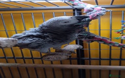 Parrots birds for sale: African Grey Parrot - Image 6