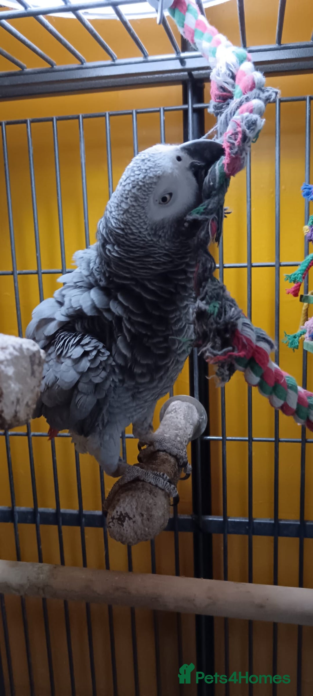 Parrots birds for sale: African Grey Parrot - Image 6
