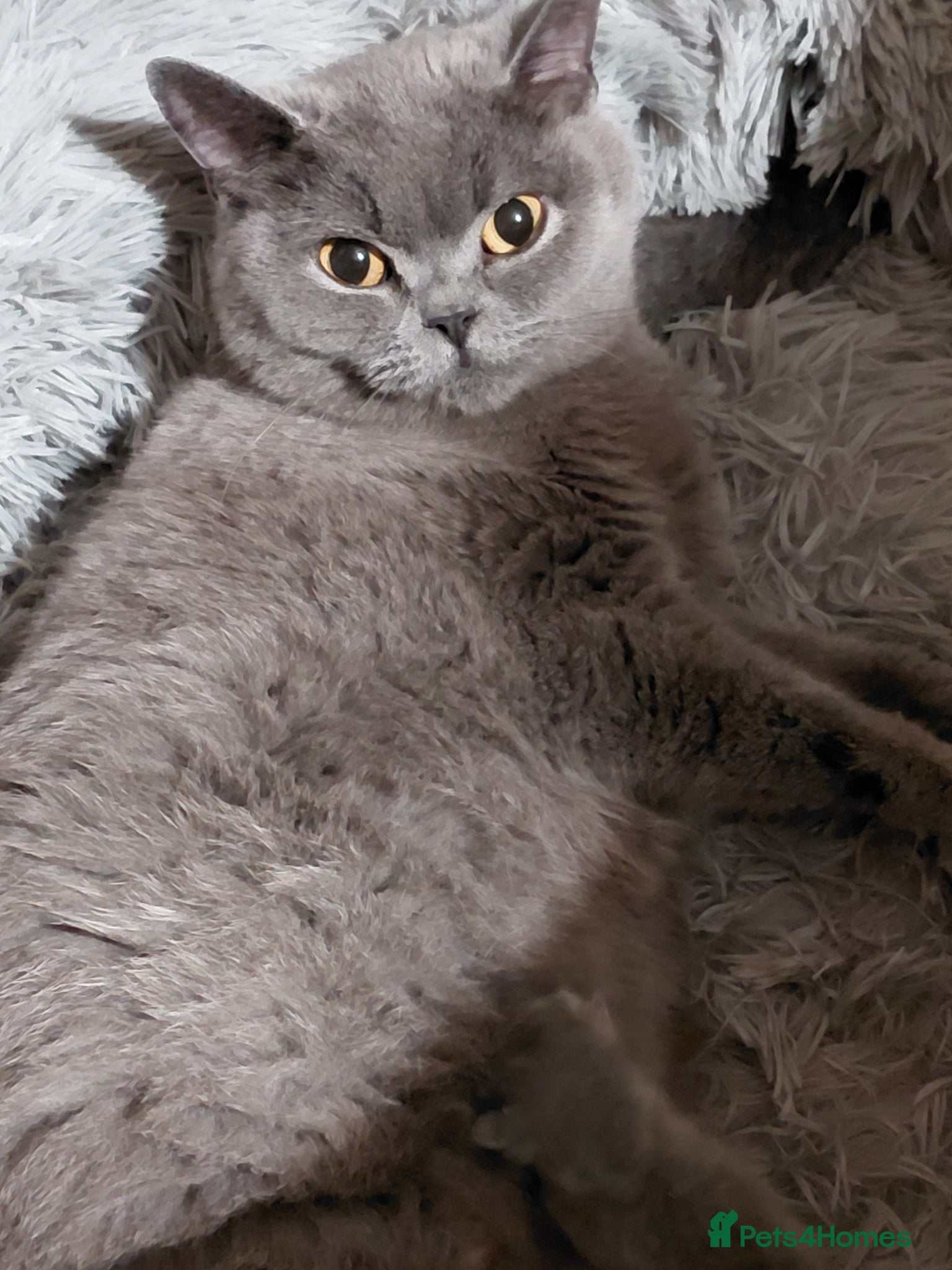 British Shorthair cats 5* GCCF Registered British Short Hair Kittens - Advert 2